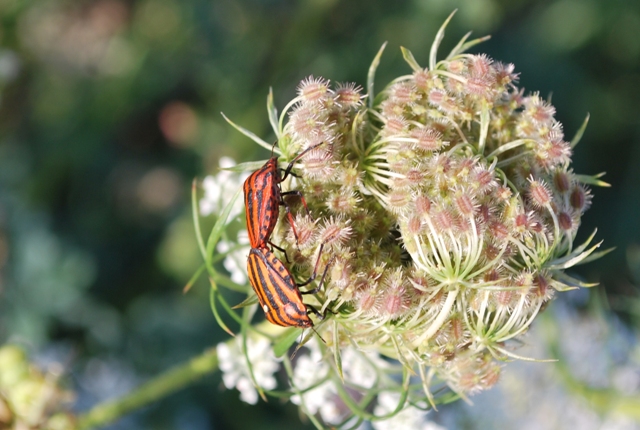 Pentatomidae: Graphosoma & Ancyrosoma